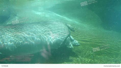 Hippo Swimming Underwater On Sunny Day Stock video footage | 1374028