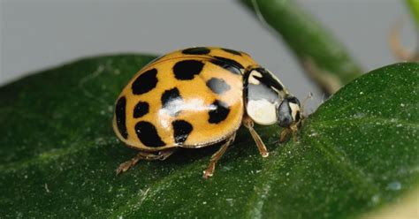 British ladybirds wiped out by foreign Harlequin - Mirror Online