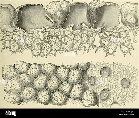 Stellate cells hi-res stock photography and images - Alamy