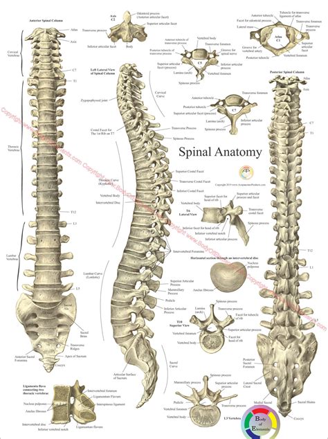 Spinal Anatomy Poster