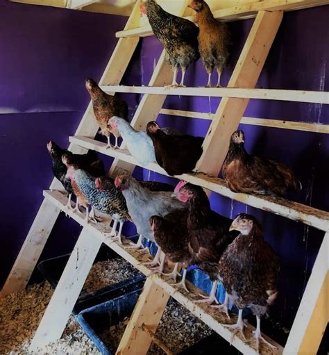 A Guide To Chicken Roosts And Why They Need Them (2024) - Cooped Up Life