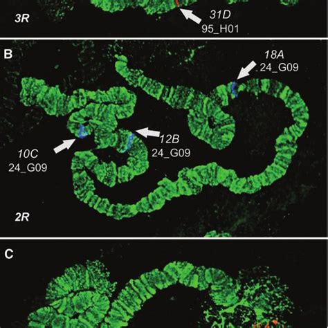 (A to C) FISH performed on the chromosomes of A. funestus. Chromosomes... | Download Scientific ...