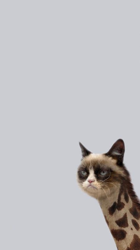 Funny Memes - Cat Meme Wallpaper Download | MobCup