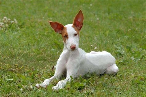 40 HQ Images Ibizan Hound Puppies For Sale California - Ibizan Hound Dog Breed Information ...