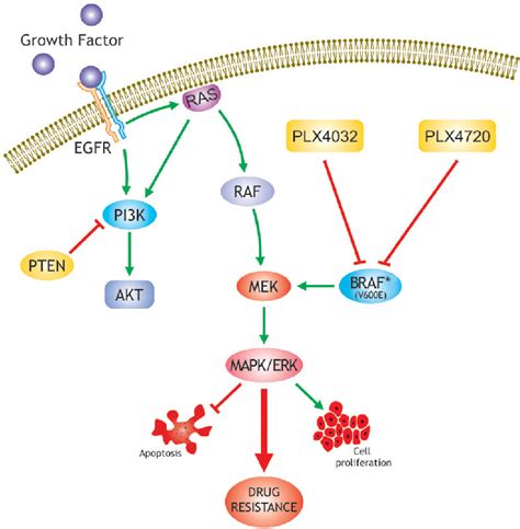 Figure 1 from BRAF mutations in papillary thyroid carcinoma and emerging targeted therapies ...