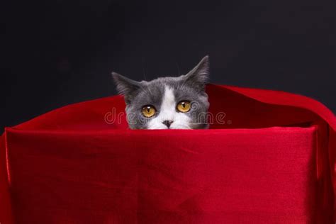 The Cat is Hiding in the Box Stock Image - Image of glamour ...