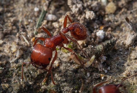 Red Harvester Ant Photograph by Mike Harlan - Fine Art America