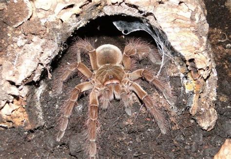 Goliath Birdeater | Animals