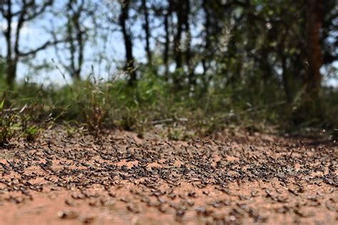 Unbelievably Large Swarm of Locusts Threatens Middle East | The Weather Channel