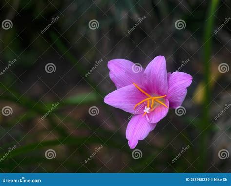 Rain lily flower stock image. Image of plant, green - 253980239