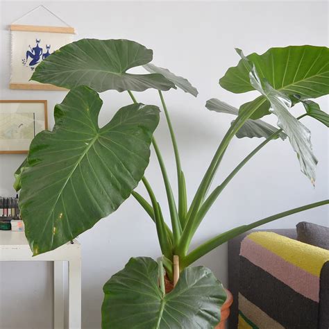 Alocasia Borneo Giant Elephant Ear, Live Tropical | ubicaciondepersonas ...