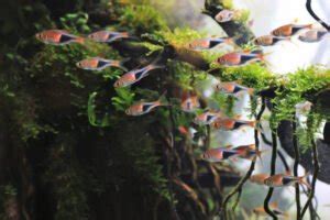 Harlequin Rasbora: Care Guide (with Setup, Diet & Breeding)