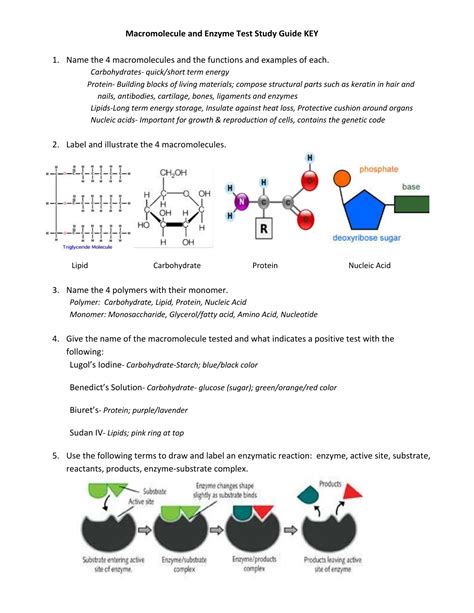 Macromolecule and Enzyme Test Study Guide KEY Name the 4