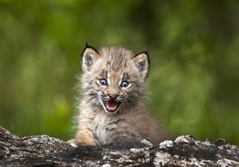 Baby Lynx Photograph by Richard Wear