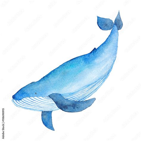 Blue Whale Watercolor hand-painted Illustration Sea animals Blue Whales ...