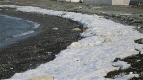 Lack of ice causing Gulf of St Lawrence seals to move – RCI | English