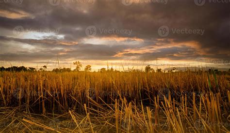 Rice farm. Stubble in field after harvest. Dried rice straw in farm. Landscape of rice farm with ...