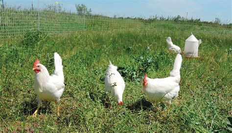 Free-Range Vs. Pastured Poultry: What's The Difference? - Hobby Farms