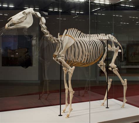 Phar Lap's Skeleton on display at Melbourne Museum, Austra… | Flickr