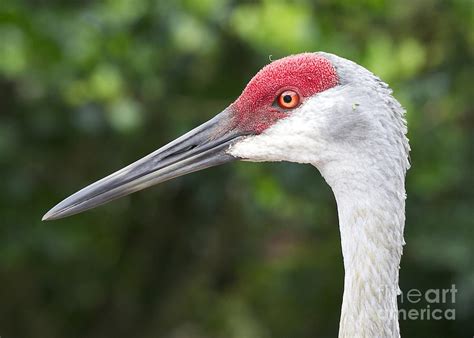 Sandhill Crane Face Photograph by Carol Groenen - Pixels