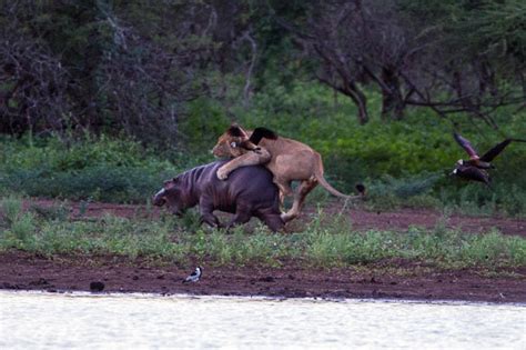 Kruger National Park: Hippo mum defens lion from attack | Daily Star