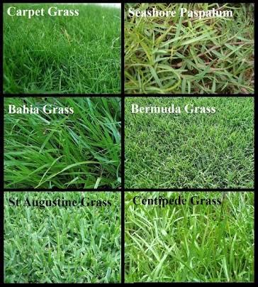 Lawn Grass by Nanjil Nursery, Lawn Grass from Kanyakumari Tamil Nadu ...