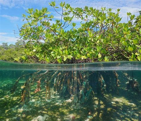 The Power of Trees - Mangroves and Hurricanes