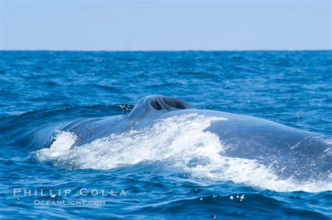 Blue whale, Balaenoptera musculus, Coronado Islands, Baja California ...