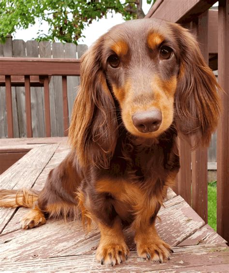 Dachshund Colors, Patterns and Markings Explained With Pictures