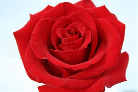 Red Rose Image, Beautiful Red Rose, #605