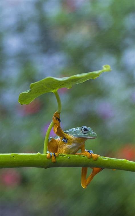 More Than Photography - Its Rainy Day : Animals