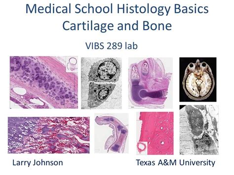 Medical School Histology Basics - Cartilage and Bone - YouTube