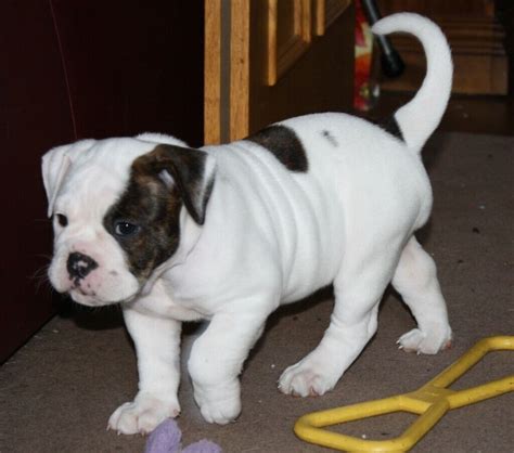 Old Tyme x Old English Bulldog Puppies, ready next week | in Bicester, Oxfordshire | Gumtree