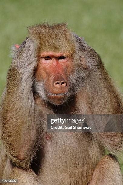 34 Monkey Covering Ears Stock Photos, High-Res Pictures, and Images - Getty Images