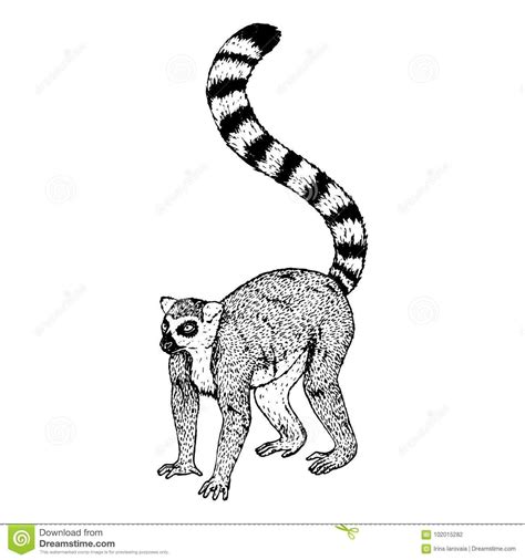 Hand drawn lemur. Vector sketch. | Vector sketch, Animal stencil, How to draw hands