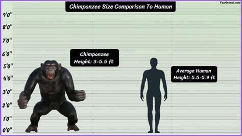 Chimpanzee Size: How Big Are They Compared To Others?