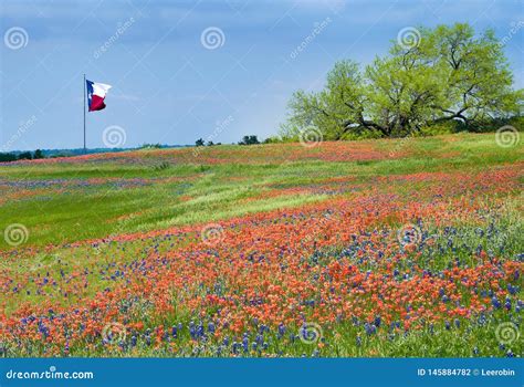 Blooming Field of Texas Bluebonnets and Indian Paintbrushes Stock Photo ...