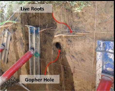 During the flow test water was observed flowing through the gopher ...