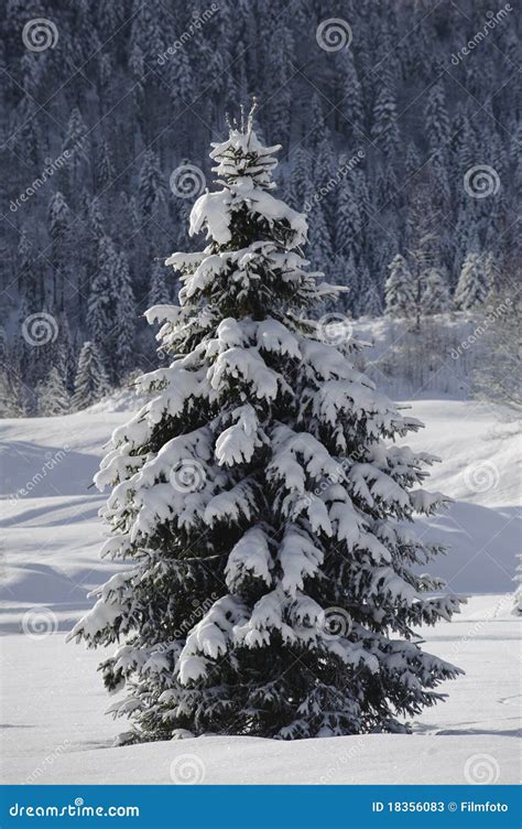 Single Fir Tree In Winter Snow Stock Photos - Image: 18356083