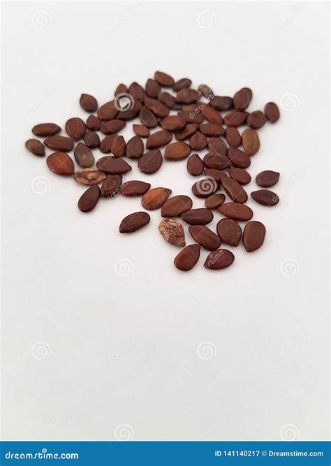 Close Look-up of Ficus Seeds for a Bonsai Project Stock Image - Image of seed, green: 141140217