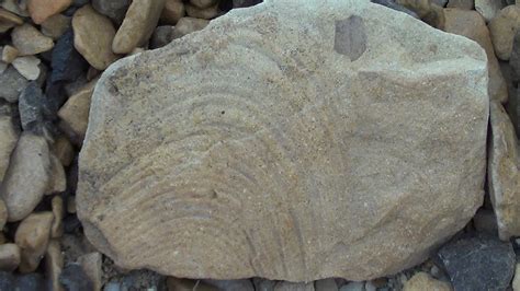 Chihuahuan Desert Expedition, Texas FOSSILS,GEOLOGY Video Stills : Free Download, Borrow, and ...