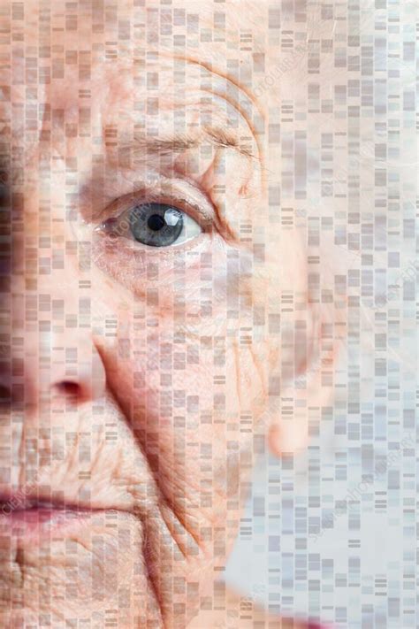 Genetics of ageing, conceptual image - Stock Image - C037/7818 - Science Photo Library