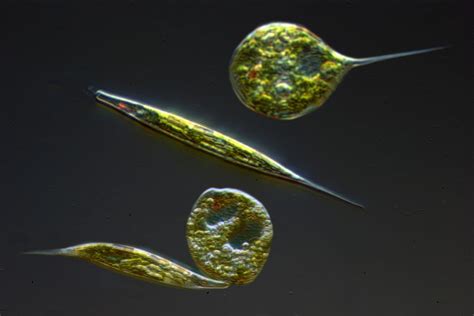 Anatomy and Reproduction of Euglena Cells