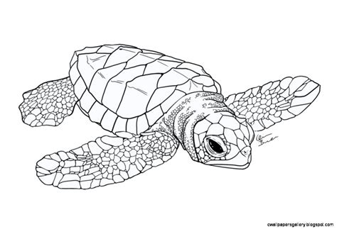 Sea Turtle Line Drawing at PaintingValley.com | Explore collection of ...