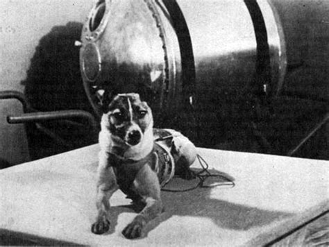 Remembering Laika – The First Traveller into Cosmos | Search of Life