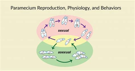 Paramecium Reproduction, Physiology, and Behaviors - Rs' Science