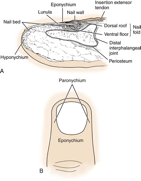 The Perionychium - Clinical Tree