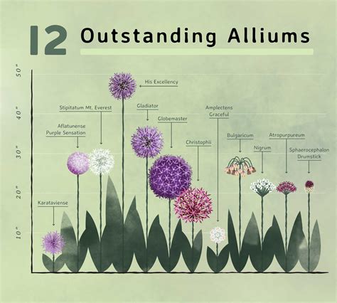 Types Of Allium Flower