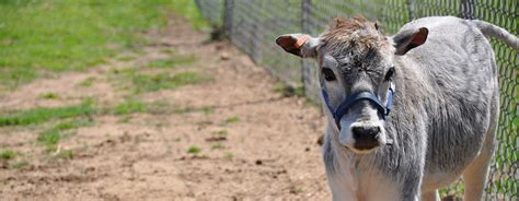 Green Meadows Petting Farm