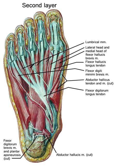 Barefoot Angie Bee: The human foot. by the Substitute Blogger.